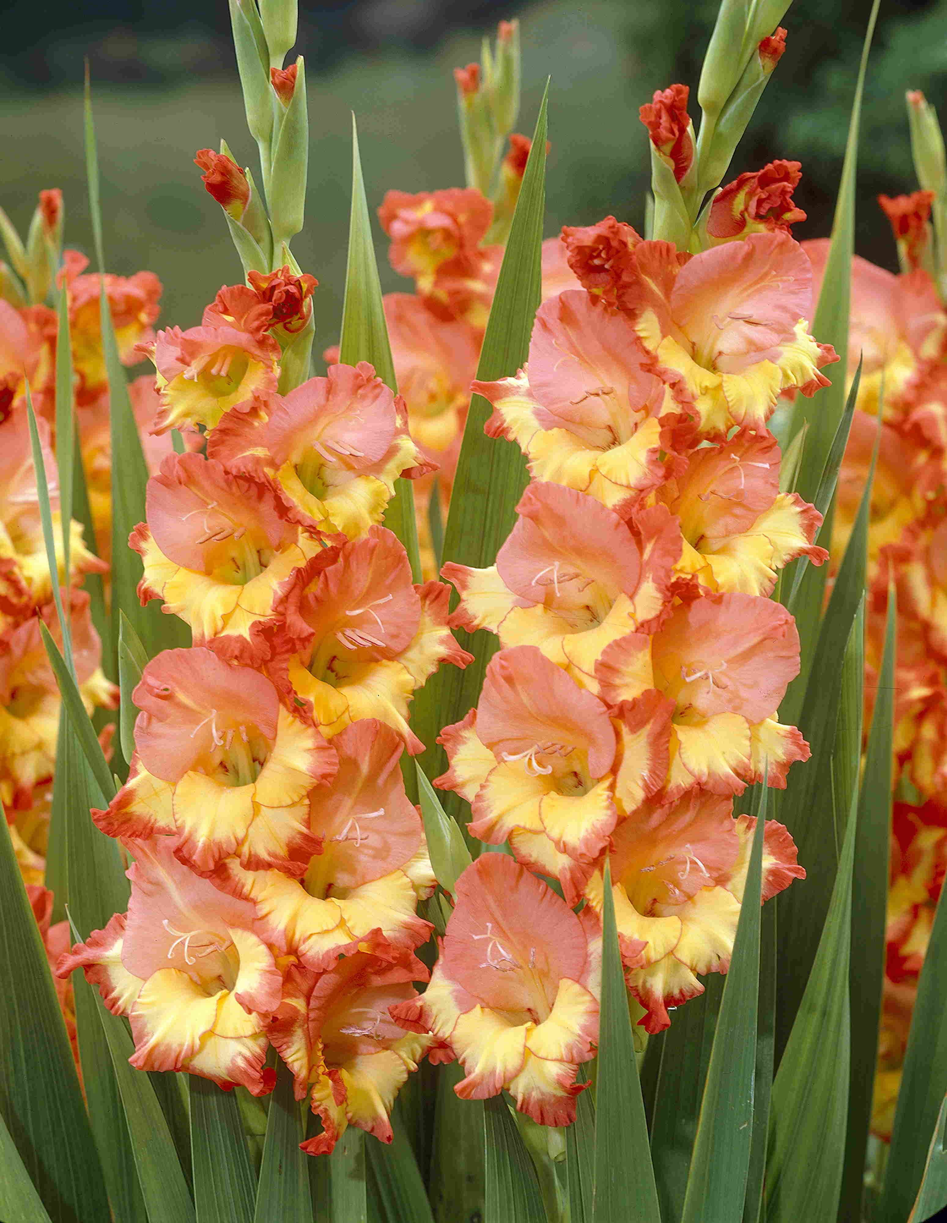 Princess Margareth Rose